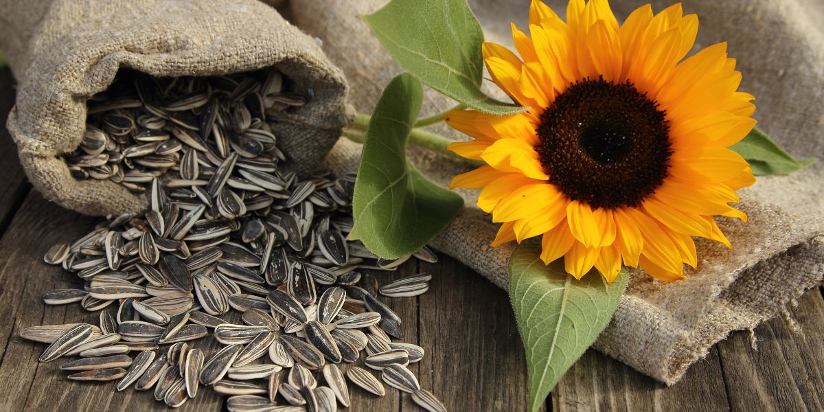 Sunflower Seeds in bag next to sunflower